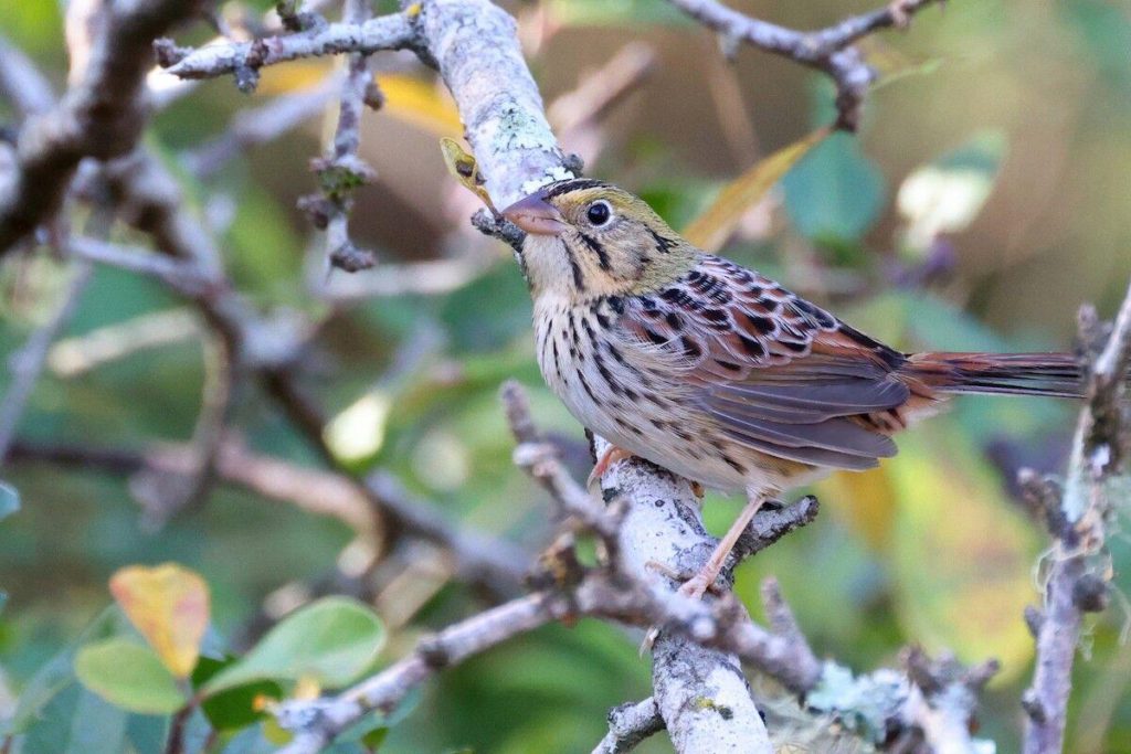 Henslow sparrow sitting in a bush